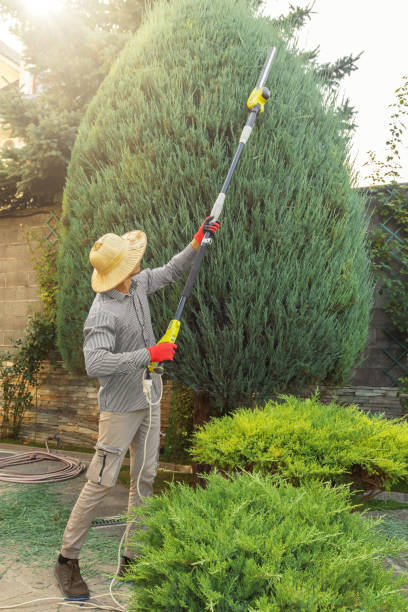 Best Tree Removal Service  in USA